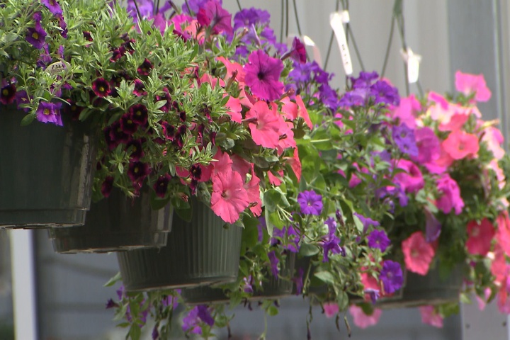 Hanging baskets offer unique perspectives